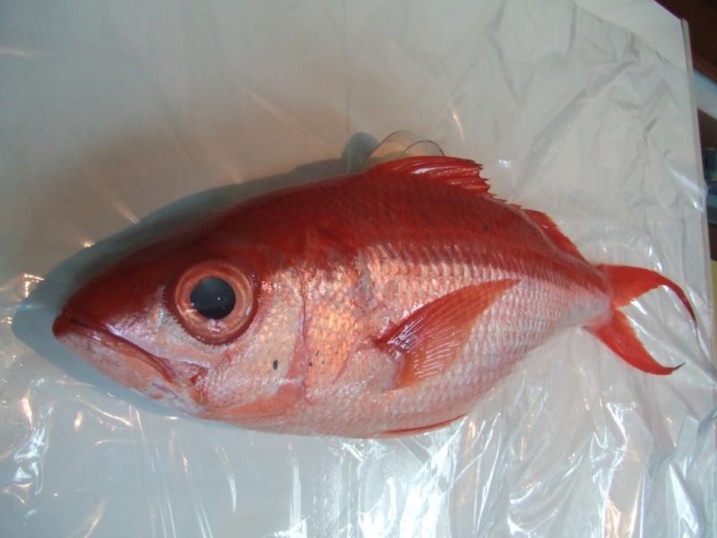(Aͳ)flame snapper