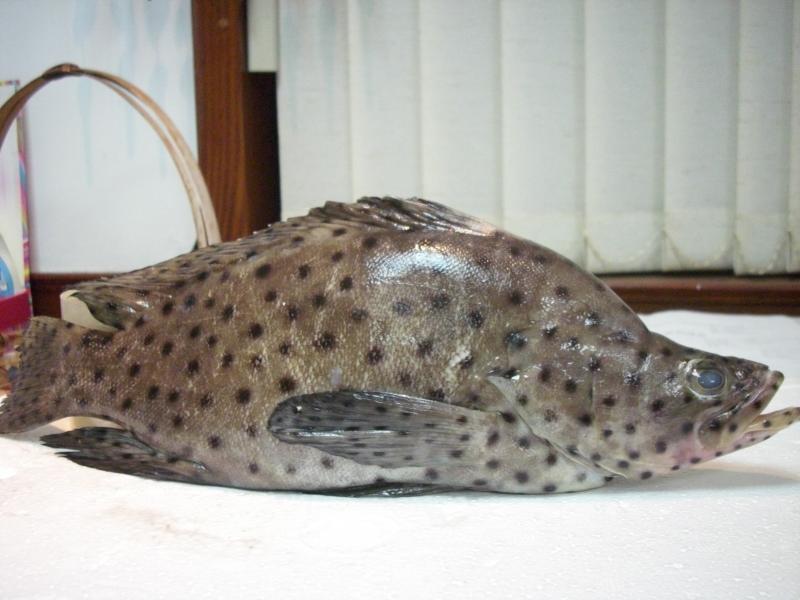 ѹhigh-finned grouper(\~M)