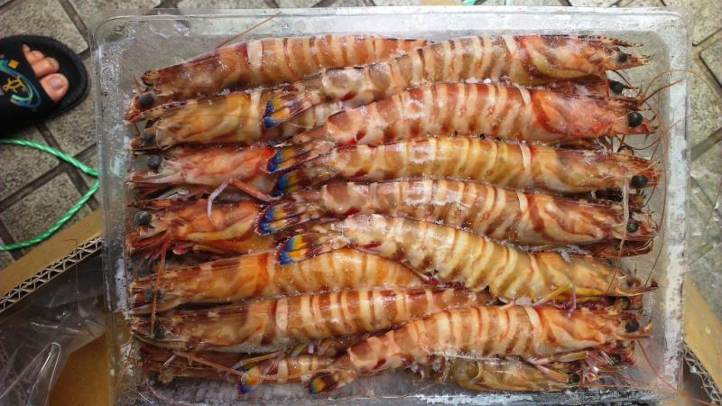 (ͭ)banded shrimp