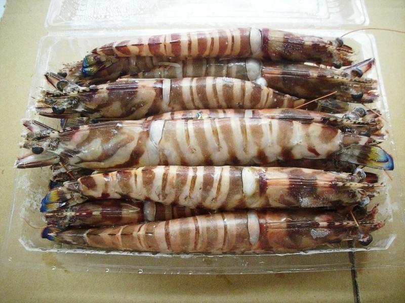 Sjbanded shrimp(ͭ)