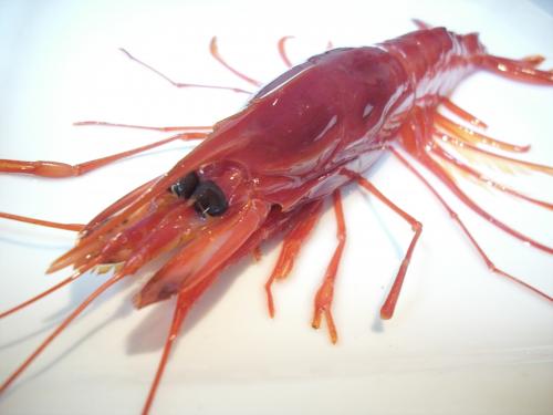 گ׽--(ͭ)Stout red shrimp