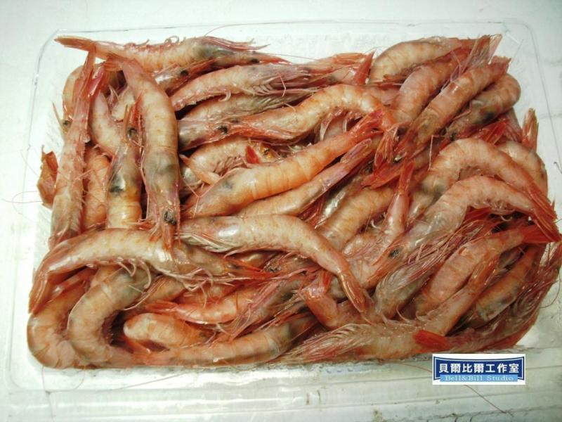 C(jy)red pin shrimp